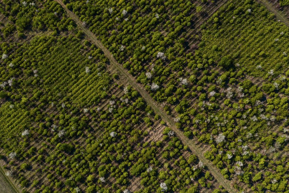 Satellite Monitoring Offers a New Tool for More Sustainable Cocoa Supply Chains